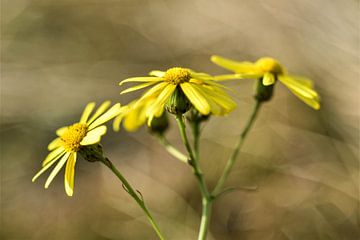 De pracht van een simpele gele bloem van Vinte3Sete