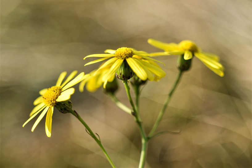 The beauty of a simple yellow flower by Vinte3Sete