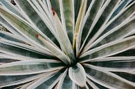 Touch of red | Agave botanische print Marrakesh Serie 003 van Elise van Gils thumbnail