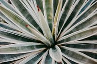 Touch of red | Agave botanische print Marrakesh Serie 003