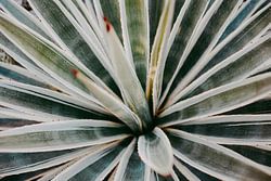 Touch of red | Agave botanische print Marrakesh Serie 003
