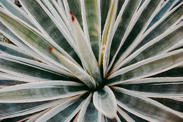 Imprimé botanique Agave Série Marrakesh 003 sur Elise van Gils