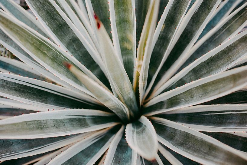 Touch of red | Agave botanische print Marrakesh Serie 003 van Elise van Gils