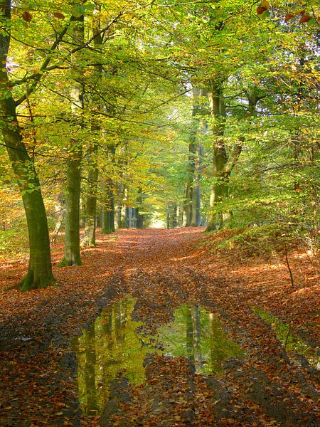Reflexion im Wald von Corinne Welp