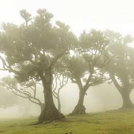 Fanal im Nebel Madeira von Sander Groenendijk