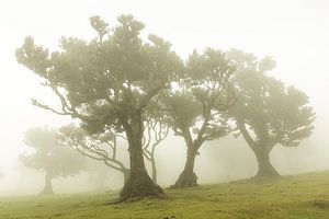 Fanal im Nebel Madeira