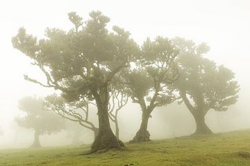 Fanal in de mist Madeira van Sander Groenendijk
