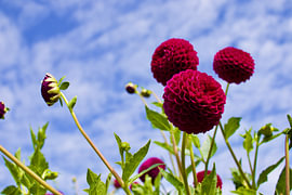 Wunderschöne Blumen in der Sonne von Gregor Abbas