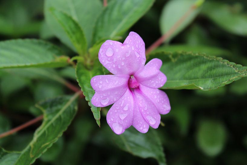 Flower by Monique Appel