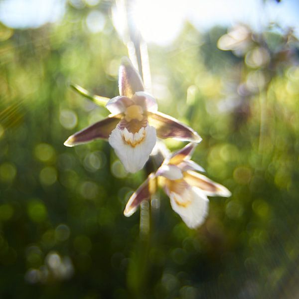 Impressie Moeraswespen orchis van Erik Reijnders