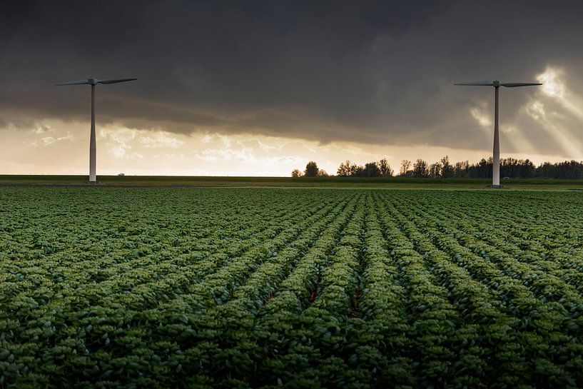 Sprouts and windmills in the Flevoland landscape by Rene  den Engelsman