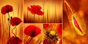 Coquelicots sur Violetta Honkisz