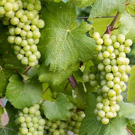 Chardonnay Wine grapes by Daan Kloeg