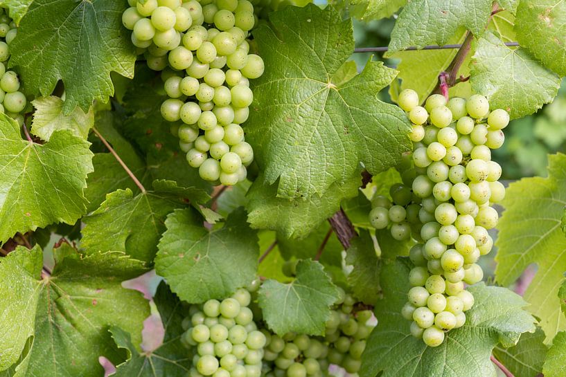 Chardonnay Wine grapes by Daan Kloeg