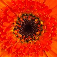 Gerbera