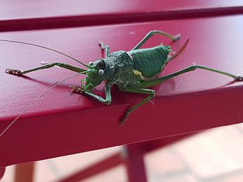 Groene  sprinkhaan