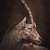 Portret van een alpensteenbok | wildlife | fine art fotografie van Laura Dijkslag