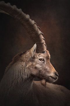 Portret van een alpensteenbok | wildlife | fine art fotografie van Laura Dijkslag