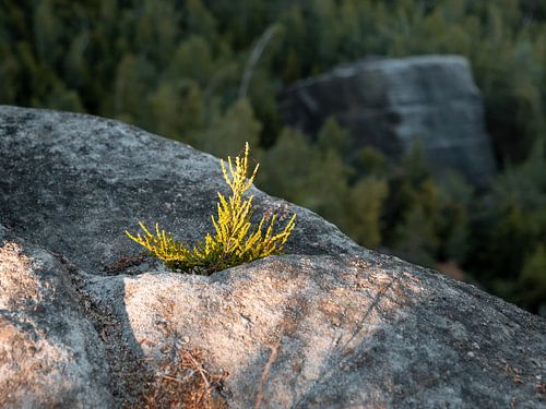Pfaffenstein, Sächsische Schweiz - Heidekraut Obere Aussicht