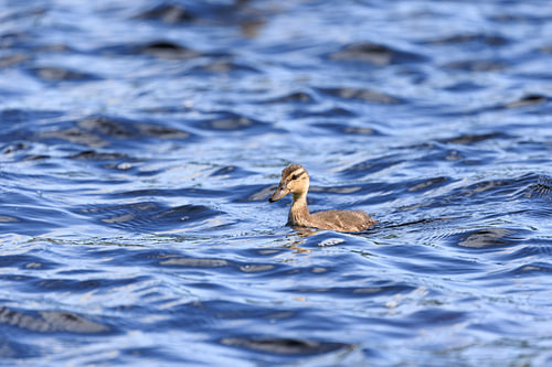 Jeune caneton de canard colvert à l'Oderteich, dans le Harz