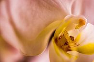 Orchid in redlight #1 by Henry van Schijndel thumbnail