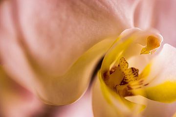 Orchid in redlight #1 van Henry van Schijndel