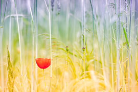 Poppy in a cornfield