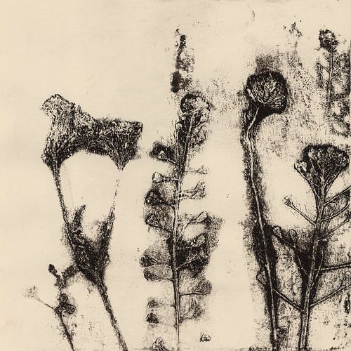 Vintage botanische prints. Weidebloemen.