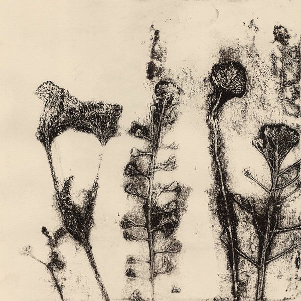 Vintage botanical prints. Meadow flowers. by Dina Dankers