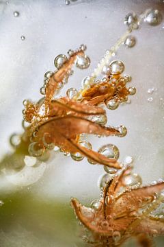 Fleurs sous-marines orange | Fine Art Photo