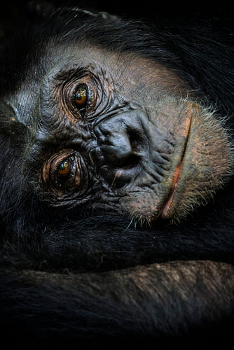Intiem portret van een Chimpansee in Kibale, Oeganda