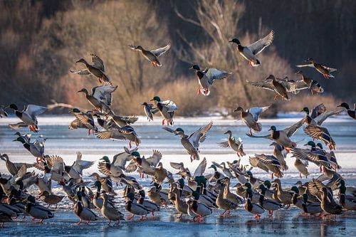 Eenden bij het meer in de winter