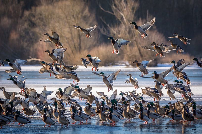 Ducks at the lake in winter by Tobias Luxberg