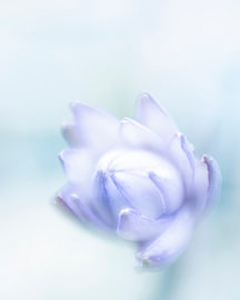 Purple Beauty by Jeannette Nederlof