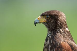 Woestijnbuizerd (Parabuteo unicinctus) van Robben