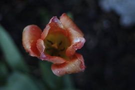 Blume von matthijn elzinga