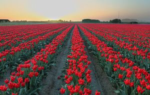 tulips by Ferry Krauweel