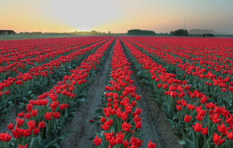 tulipes par Ferry Krauweel