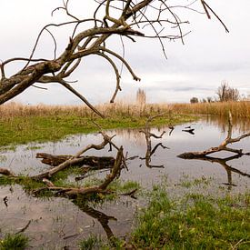 waterpartij met riet en bomen in de oostvaardersplassen sur Bernadet Gribnau