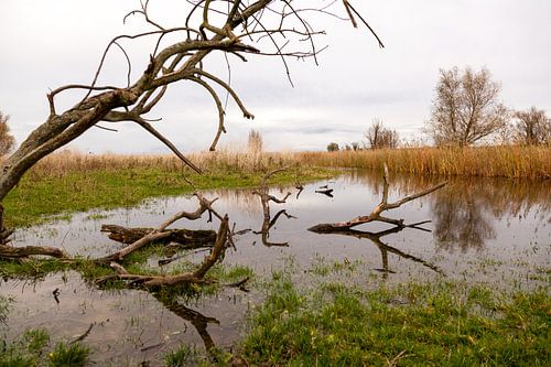 waterpartij met riet en bomen in de oostvaardersplassen
