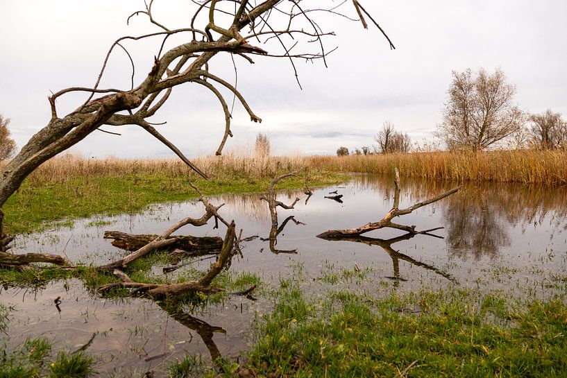 waterpartij met riet en bomen in de oostvaardersplassen by Bernadet Gribnau