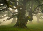 La belle forêt de Laurisilva sur l'île de Madère recouverte de brume. par Jos Pannekoek Aperçu