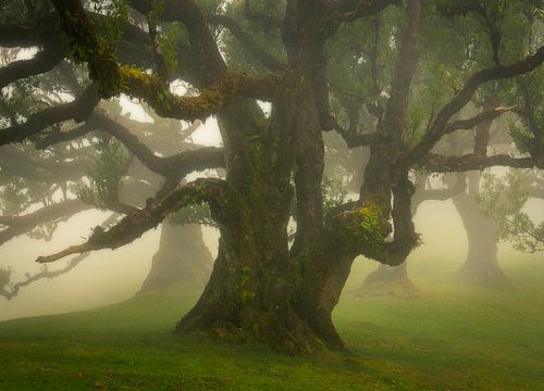 Het mooie Laurissilva bos op het Portugese eiland Madeira gehuld in mist.