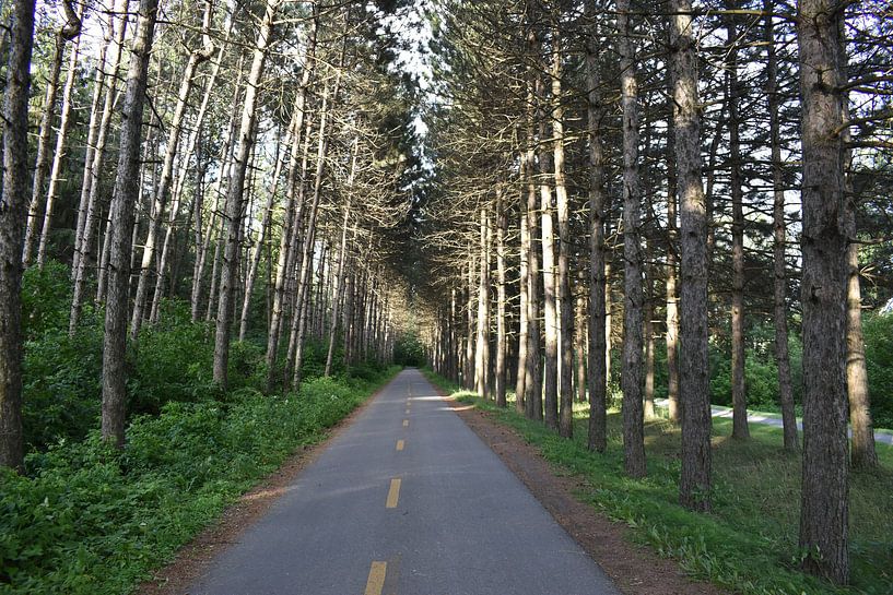 A bike path in the summer by Claude Laprise