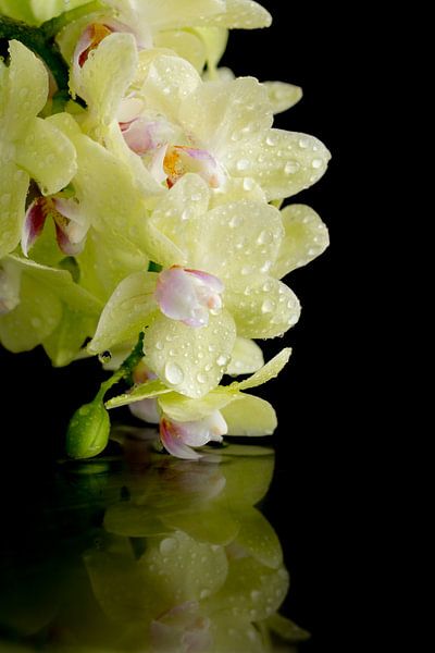 Orchidée jaune tendre avec gouttes et reflets par Lisette Rijkers