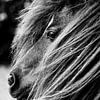 Portret van een Shetland pony, Monochroom van Imladris Images