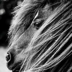Portrait of a Shetland Pony, Monochrome by Imladris Images