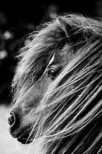 Portret van een Shetland pony, Monochroom