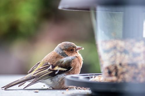 food finch