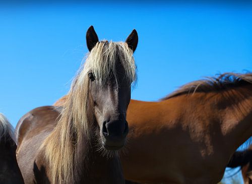 Horses